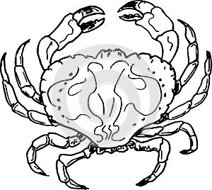 crab sketch. vector illustration photo